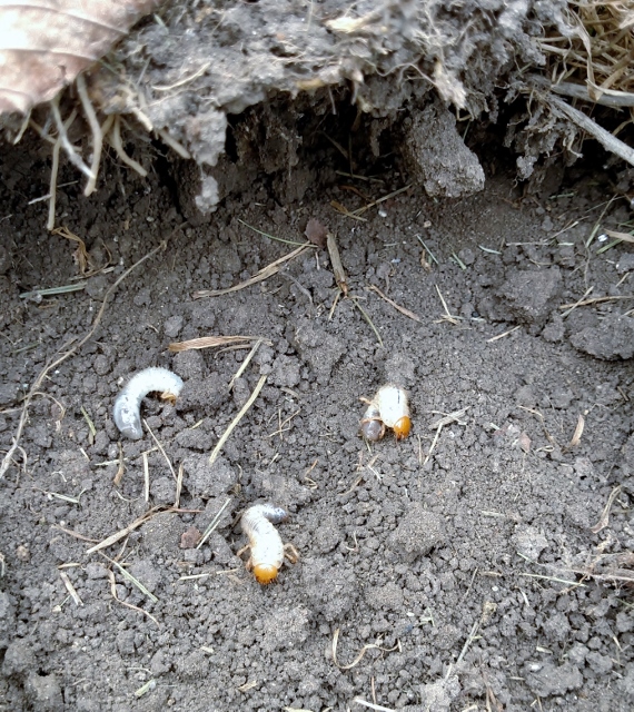 Grub worms eating grass roots in Kettering Ohio